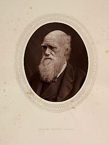 10428183
&copy; NMeM - Kodak Collection
'Charles Robert Darwin', 1878.