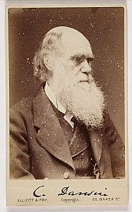 10428184
&copy; NMeM - Kodak Collection
Charles Darwin, British naturalist, c 1880.