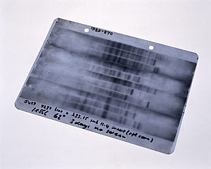 10319222
&copy; Science Museum
First genetic fingerprint, 1984.