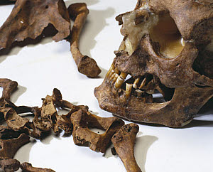 10319839
&copy; Science Museum
Bleadon Man's skull, 1999.