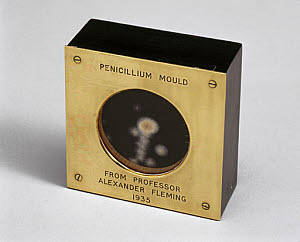 10326668
&copy; Science Museum
Fleming's penicillin mould, 1935.