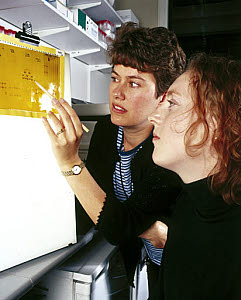 10322686
&copy; Science Museum
Molecular geneticists studying an autoradiograph.