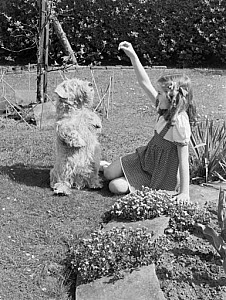 10429229
&copy; NMPFT - Photographic Advertising
Girl playing with a dog in a garden, 1949.