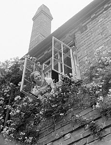 10429446
&copy; NMPFT - Photographic Advertising
Woman leaning out of a cottage window, 1950.