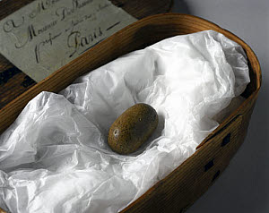 10321077
&copy; Science Museum
Lithofellic acid bezoar, from a goat.