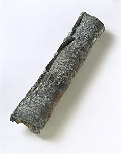 10326219
&copy; Science Museum
Section of lead water pipe, Roman, 100 BC-200 AD.