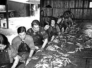 10317821
&copy; NMeM Daily Herald Archive
Kipper girls at work, Newhaven, Scotland, 24 September 1931.