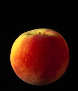 10305024
&copy; Science Museum
A peach, 1990s.