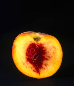 10305026
&copy; Science Museum
A peach, cut in half to show the stone, 1990s.