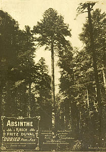 10460342
&copy; David Nathan-Maister
Absinthe Duval and pine forest, c 1900.