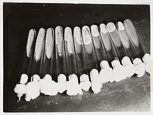 10432556
&copy; NMeM Daily Herald Archive
Test tubes of penicillin, 1943.