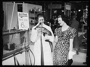 10432059
&copy; NMeM Daily Herald Archive
Fox for sale at Selfridges, 1934.