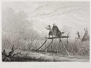 10436178
&copy; Science Museum Library
�Guarding the Corn Fields�, North America, 1853.