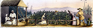 10320679
&copy; Science Museum Pictorial
'Gathering Cochineal', 1845.