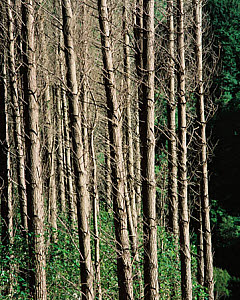 10464790
&copy; GNS Science
Pine forests, New Zealand, 2000.