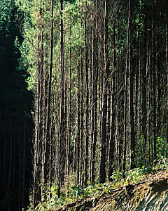 10464791
&copy; GNS Science
Pine forests, New Zealand, 2000.