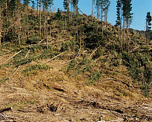 10464797
&copy; GNS Science
Commercial logging, New Zealand, 2001.