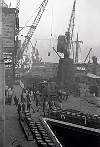 10323566
&copy; NMeM Daily Herald Archive
Workers unloading foodstuffs from boats, London, October 1931.