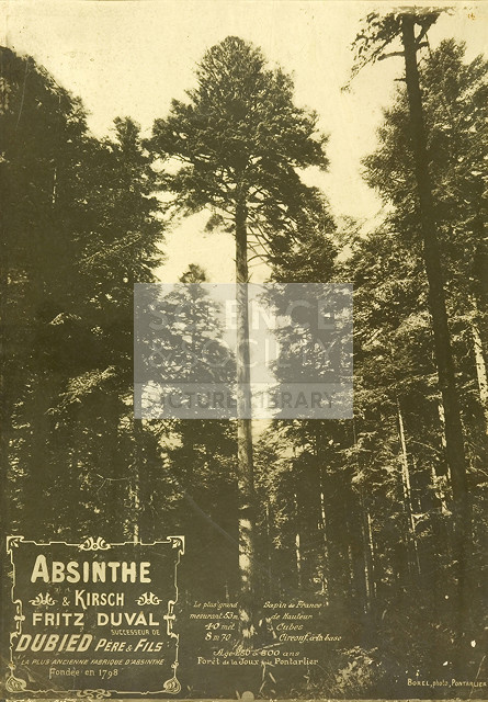 Absinthe Duval and pine forest, c 1900. | Science & Society Picture Library