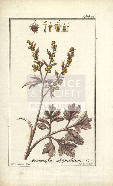 Absinthe wormwood, Artemisia absinthium. | Science & Society Picture ...